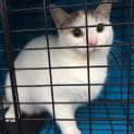Mousers Female Domestic Short Hair Cat In Sa Petrescue