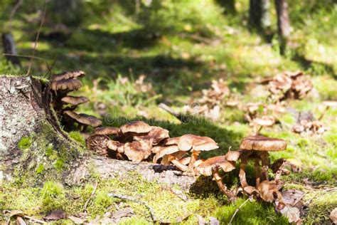 Several Brown Mushrooms Grow On Tree Stump Stock Image Image Of Fall