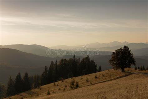 Mountain Landscape Lonely Tree Near The Hiking Path Stock Image