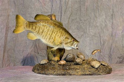 Pin By Cory Wright On Fish Mounts Taxidermy Decor Taxidermy Display