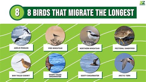 8 Birds That Migrate The Longest Az Animals