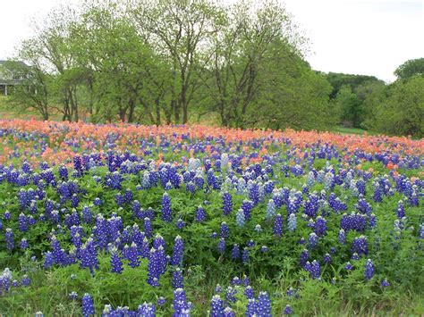 Whether you're looking to buy flowers and gifts like roses , orchids, gift baskets, bonsai trees, flowering plants or wedding bouquets, we have the highest quality blooms and the. Free download Cozy in Texas Spring in Texas [1600x1200 ...