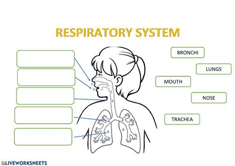 Worksheet Respiratory System Grade 5
