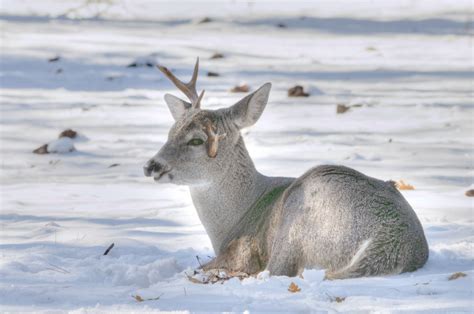 Deer In Snow Free Stock Photo Public Domain Pictures