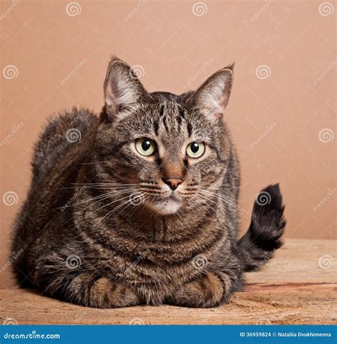 Big Tabby Cat Stock Photo Image Of Rest Feline Wooden 36959824