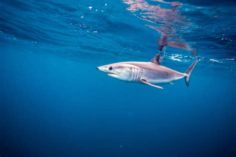 Top 12 Destinations For Shark Sightings And Cage Diving Boatline Blog