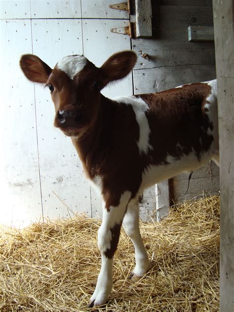 Baby Veal