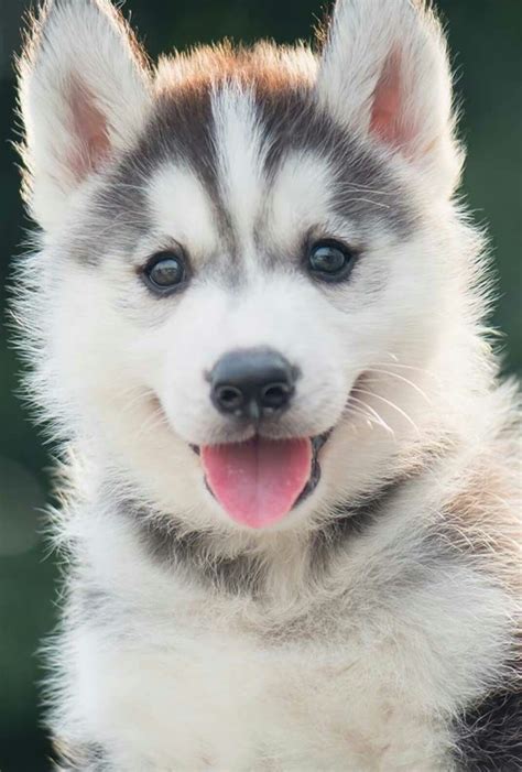 This Husky Puppy Is So Cute 😱 Raww