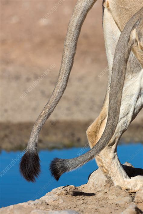 Two African Lion Tails Stock Image C0421610 Science Photo Library
