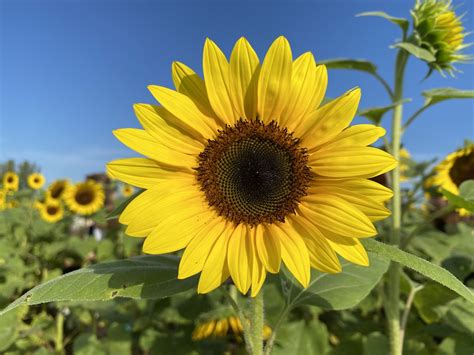 Yellow Sunflower Under Blue Sky During Daytime Photo Free 33170 Image