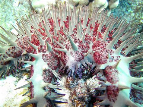 Crown Of Thorns Sea Star Photographed By Barry Fackler At Keokea Ahupua