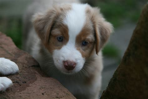 As both the australian shepherd as well as the welsh corgi originate from a bloodline of workaholics, the augi will love being kept busy and is the ideal companion on a farm. Mini Australian Shepherd MASCA in Büdingen | Tiere ...