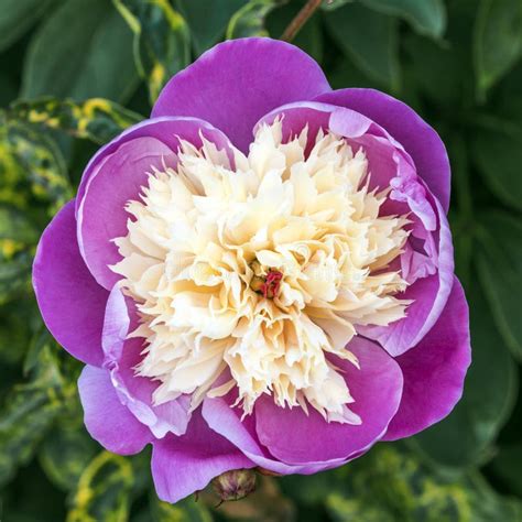 A Purple Peony Flower Stock Image Image Of Closeup 119438219