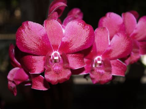 1920x1080 Wallpaper Pink Moth Orchids Peakpx