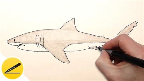 How To Draw A Shark Step By Step Easy For Beginners