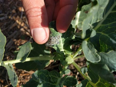 Dealing With Aphids On Broccoli Brussels Sprouts Cabbage And