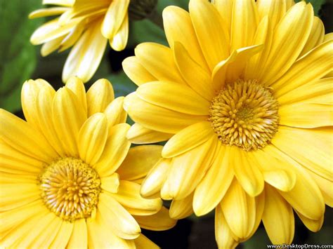 Desktop Wallpapers Flowers Backgrounds Yellow Gerbera Daisy Flowers