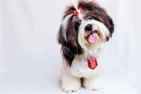 Maltese Shih Tzu Mix Breed Information Guide Your Dog Advisor