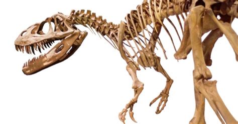 Dinosaur Fossils Earth Science Activity The Joy Of Teaching
