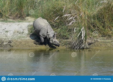 A Greater One Horned Rhinoceros Entering The River At Chitwan National