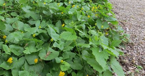 Common Lawn Weeds In Wisconsin