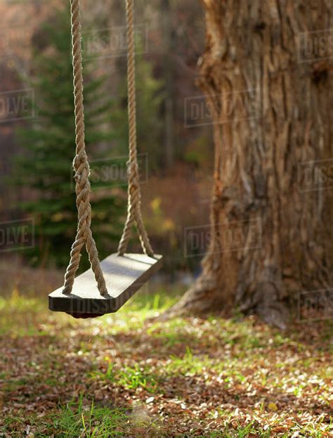 Usa Colorado Empty Swing Hanging From Tree Stock Photo Dissolve