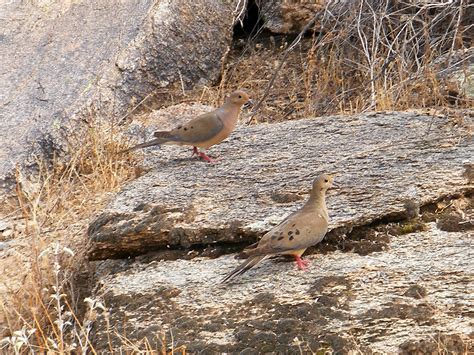 Pair Of Mourning Doves South Mountain Park Arizona