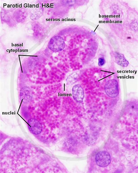 Fileparotid Gland Histology 04 Embryology