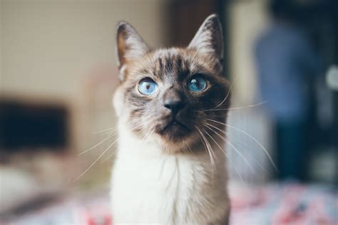 Siamese Cat Breed Info And Health Advice Everypaw
