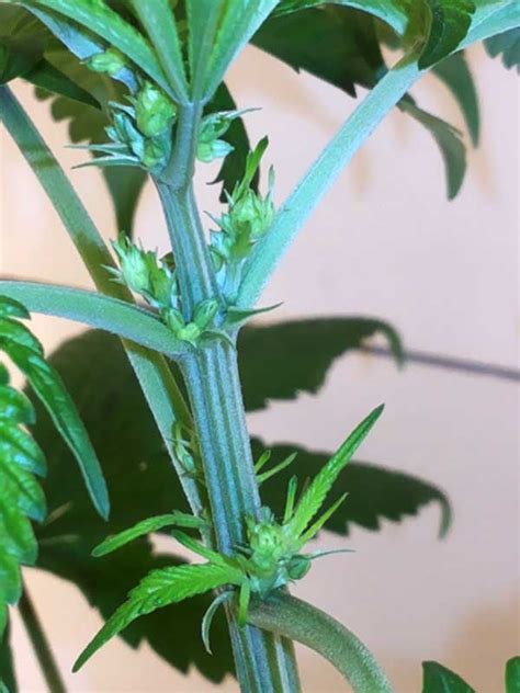 Pistil hairs will start to switch from white to a light brown or amber color. Male vs Female Cannabis Plants | Grow Weed Easy