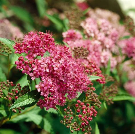 13 Beautiful Bushes That Bloom All Summer For Color That Doesnt Stop