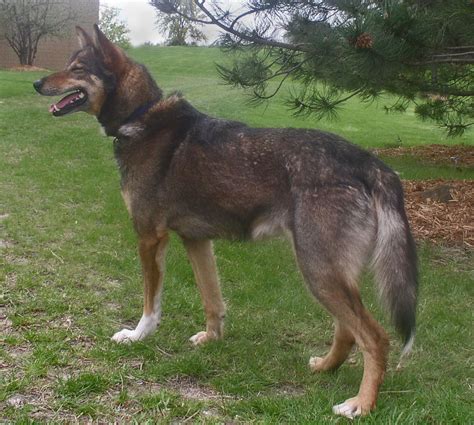 Well if so, you may be surprised to know that the dog that you really want isn't actually an alaskan husky at all! Alaskan Husky - Wikipedia, la enciclopedia libre