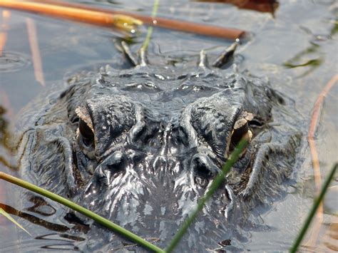 Images Gratuites Faune Etats Unis Reptile Amphibie Alligator
