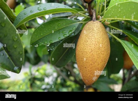 Sapodilla Fruit On Tree Stock Photo Alamy