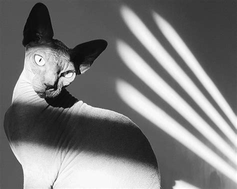 A Hairless Cat Sitting On Top Of A Table Next To A Shadow Filled Wall