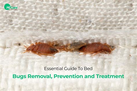 Bed Bugs Essential Guide To Identify And Get Rid Of Them