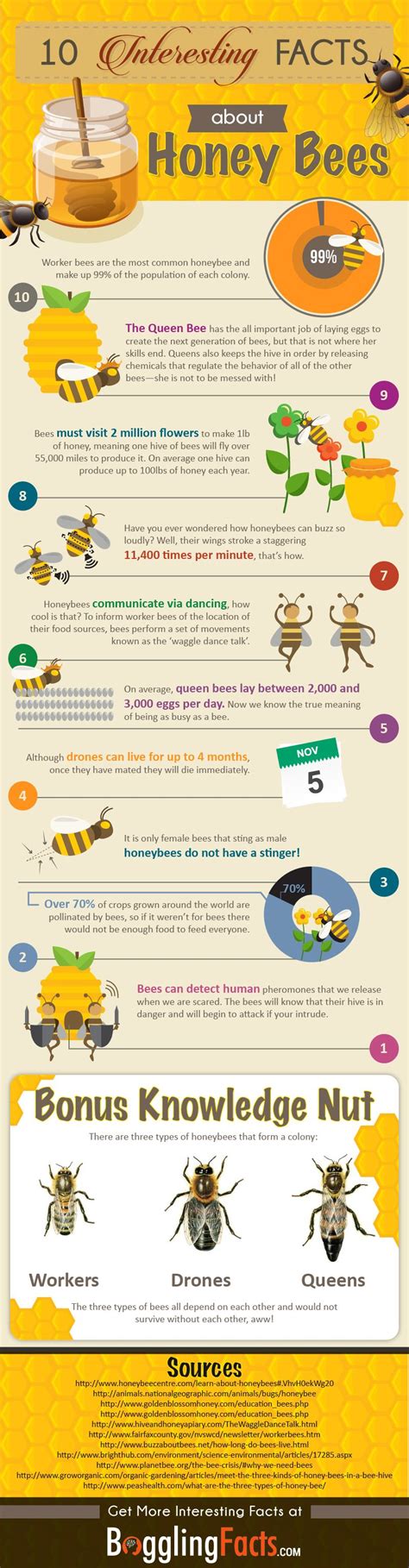 10 Fascinating Honey Bee Facts You Didnt Know Infographic Honey