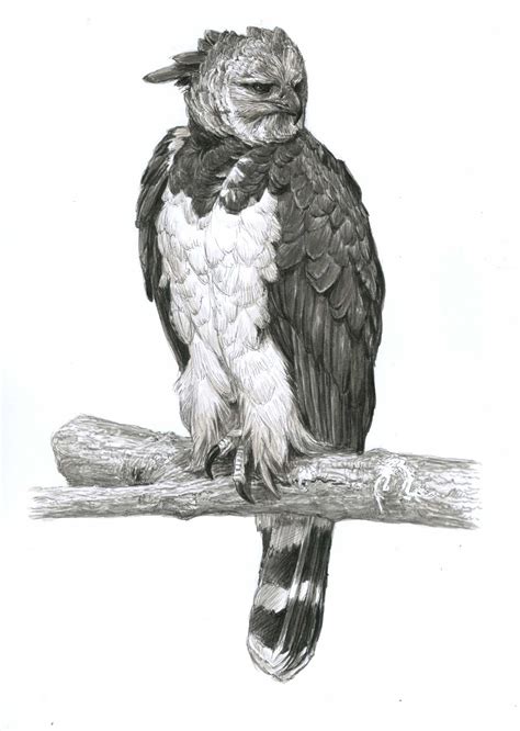 Harpy Eagle Basic Drawings