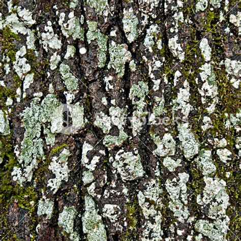Grunge Tree Bark Seamless Texture Tile Royalty Free Stock Image