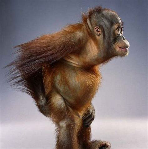 Crazy Monkey Faces Фотографии обезьян Орангутанг Самые милые животные