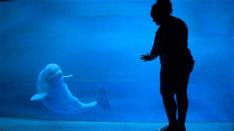Beluga Whale At Play Shedd Aquarium Youtube