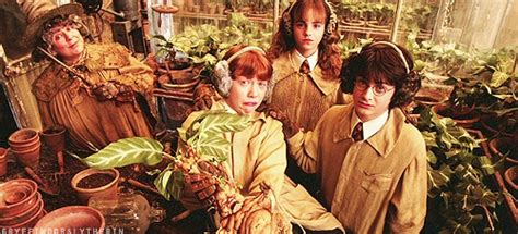 Professor Sprout And The Screaming Mandrake Plants Harry Potter