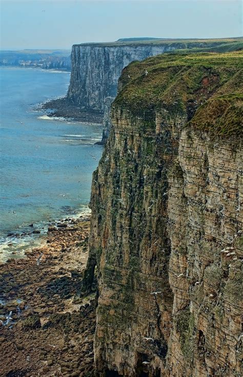 Bempton Cliffs In East Riding Of Yorkshire England East Yorkshire