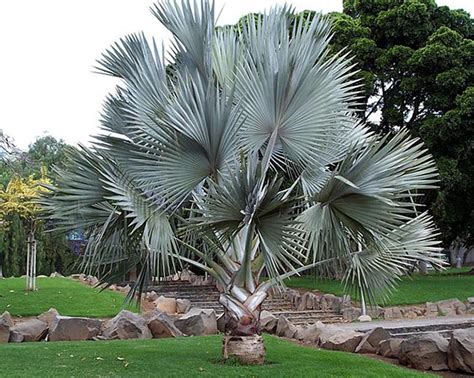 A palmeira leque, também conhecida como licuala grandis, é uma planta ornamental famosa por suas folhas grandes mas para manter uma planta palmeira leque bonita na decoração, é imprescindível. Palmeiras para o Jardim: Ravenala, Carpentaria, Leque e Azul