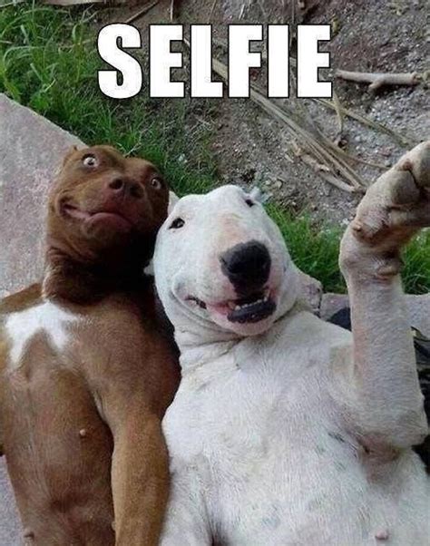 30 imágenes graciosas de memes con animales para compartir FrasesHoy org