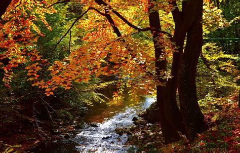 Wallpaper Autumn Forest Fall River Autumn River Forest Images For