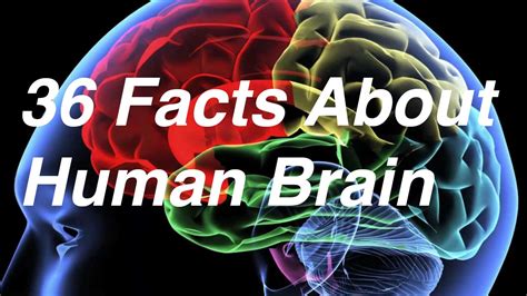 36 Facts About Human Brain Youtube