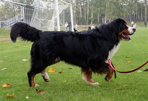 Bernese Mountain Dog All Big Dog Breeds