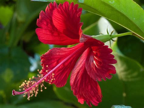 Can i plant hibiscus plants in michigan? cross section of hibiscus flower - Typesofflower.com ...