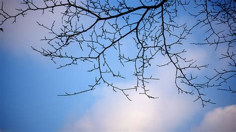 Hd Wallpaper Sky Branch Tree Cloud Branches Wallpaper Flare